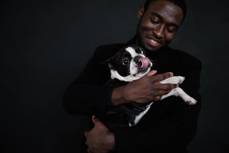 Boston Terrier In Arms Of Black Man