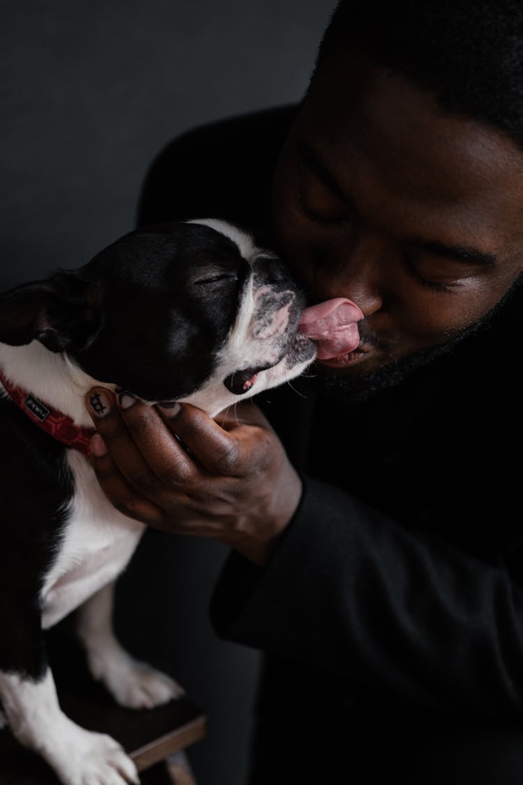 Boston Terrier Licking Nose Of Black Man