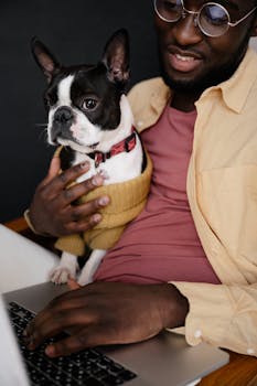African American man using laptop with his Boston Terrier pet indoors.