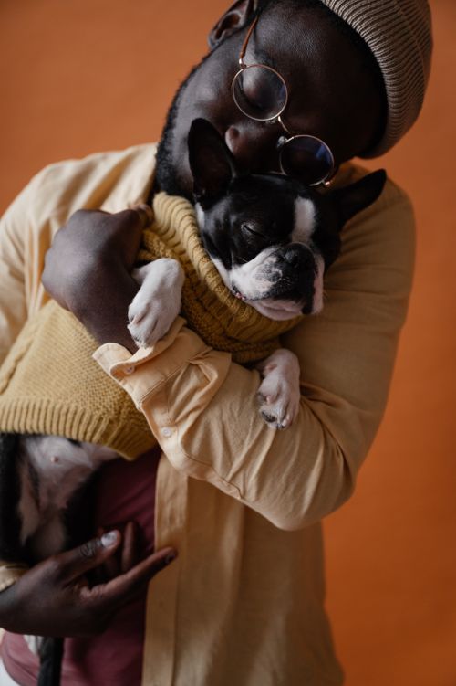 Free African American male owner in casual outfit embracing adorable Boston terrier with closed eyes against orange background Stock Photo