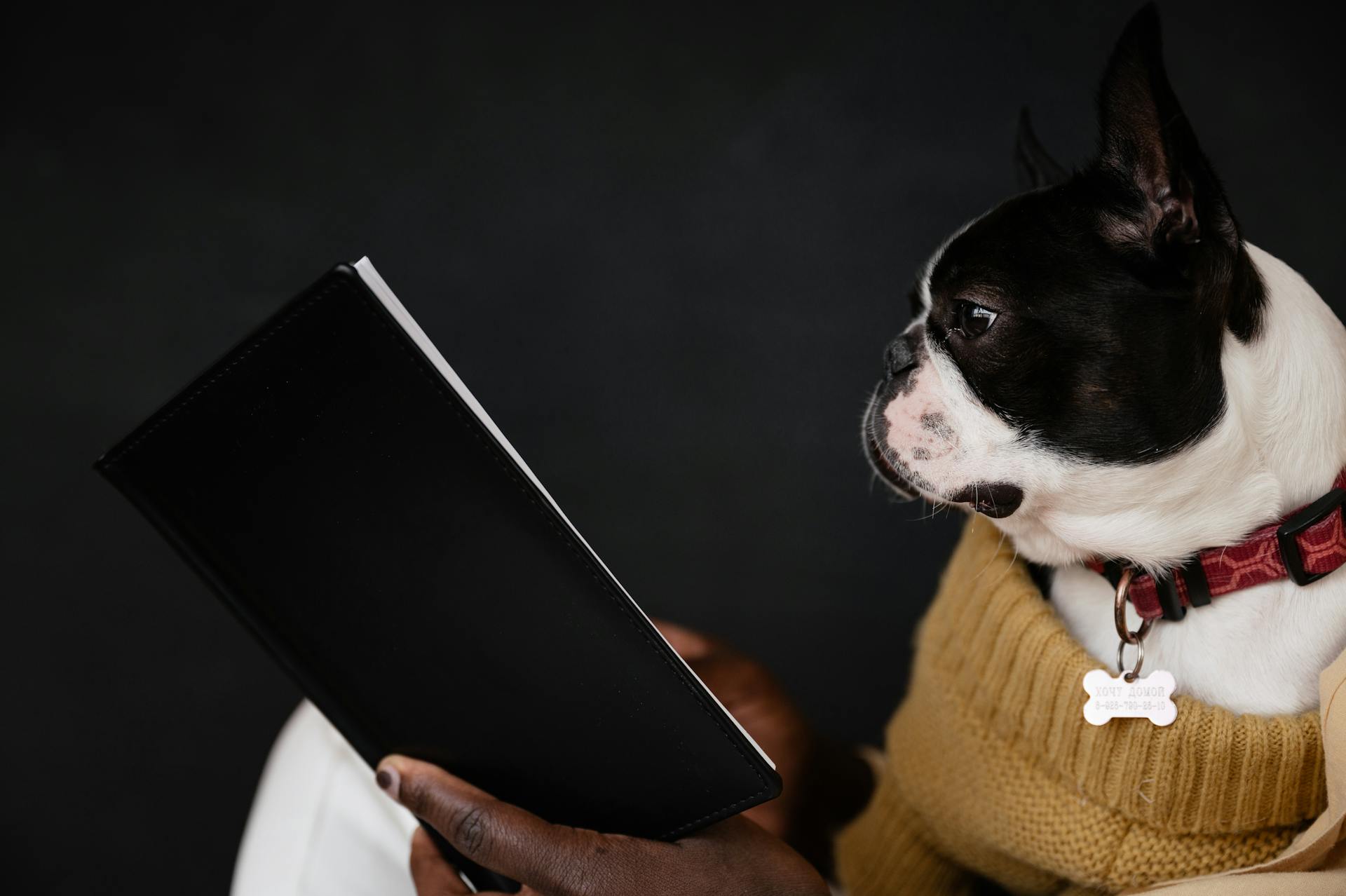 Curious purebred dog looking at notebook