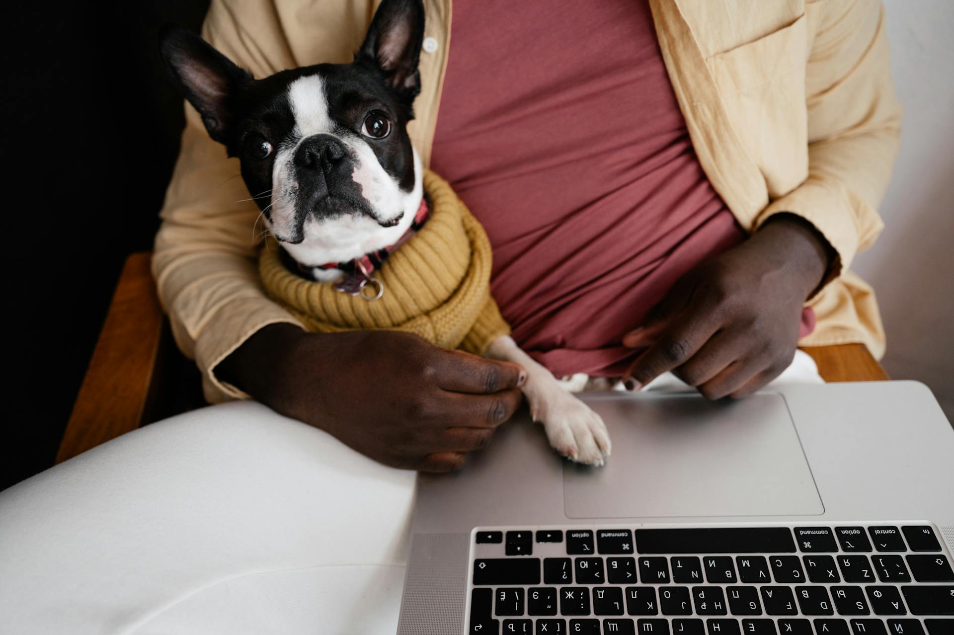 From above of crop anonymous African American male owner sitting on chair with Boston terrier and using netbook in light room