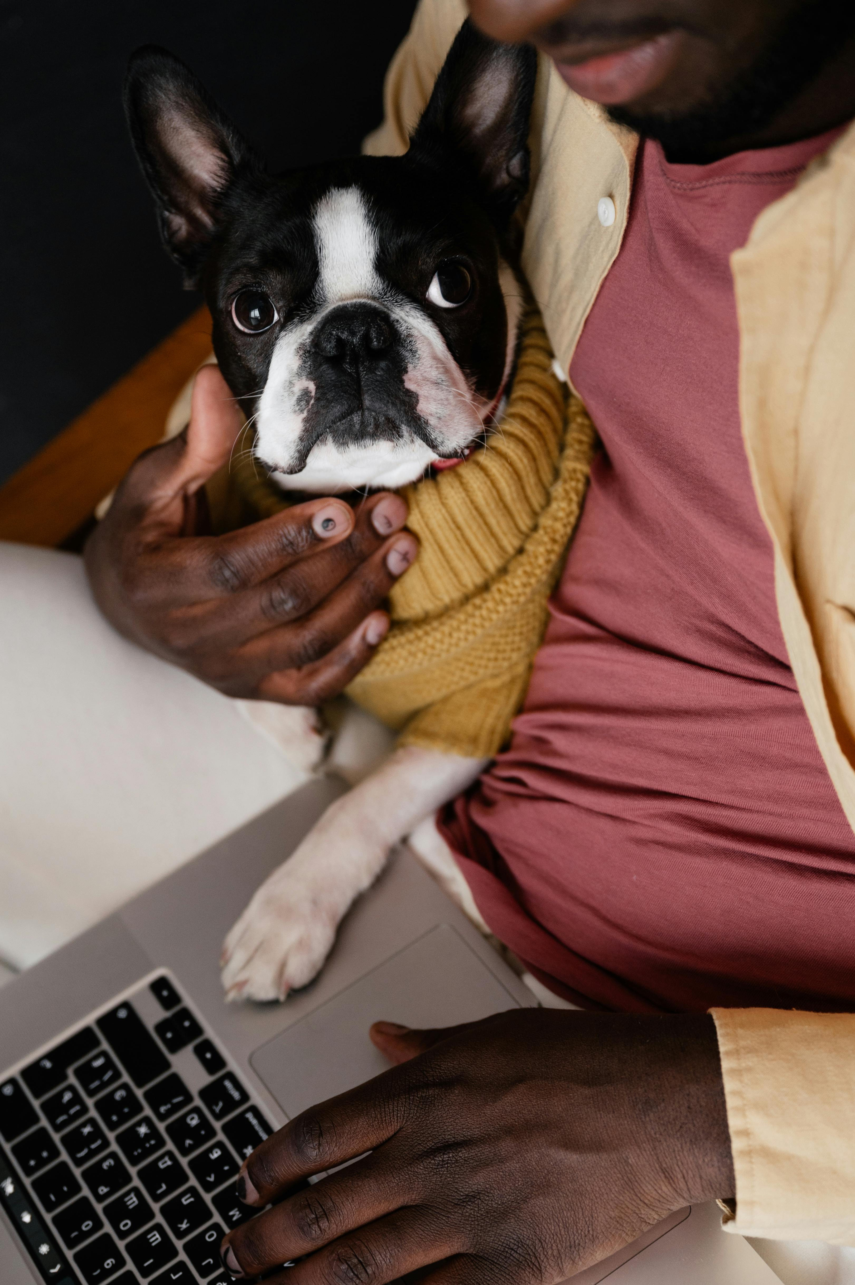 crop black man with dog using laptop