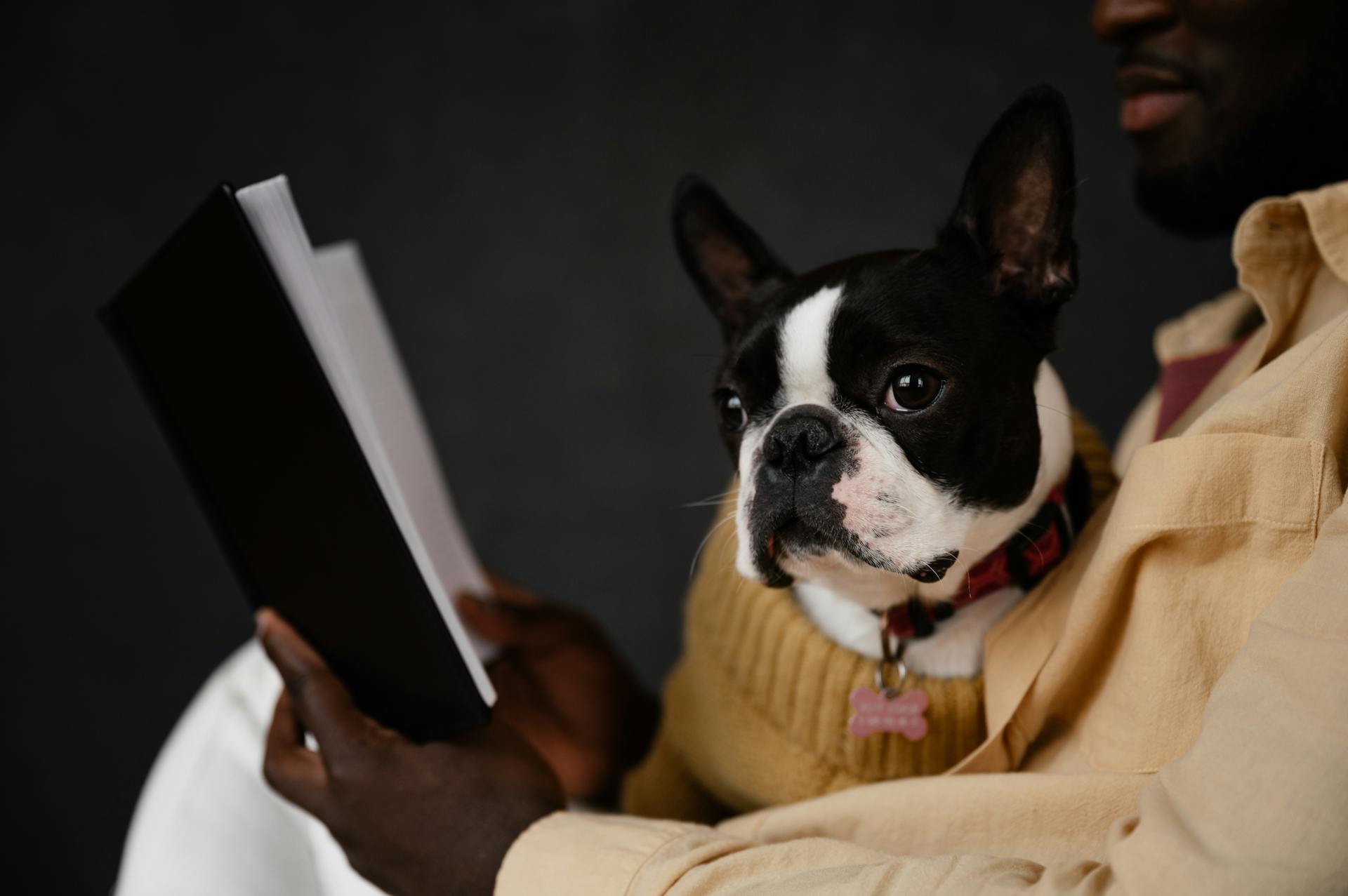 Crop anonymous African American male owner sitting with Boston terrier and reading book against black background