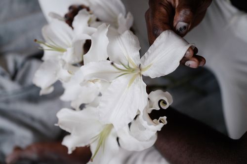 Free From above of unrecognizable African American male gently touching petal of white lily flower Stock Photo