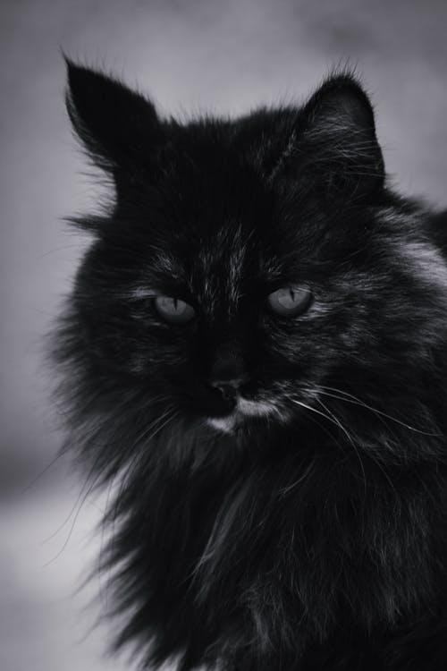 Free stock photo of angry, angry cat, black Stock Photo