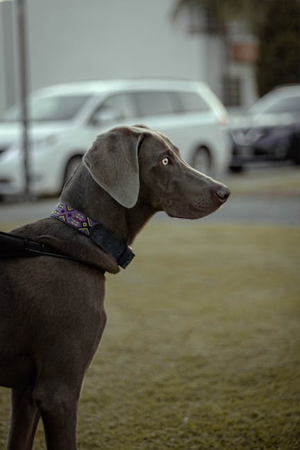 Profile of a Weimaraner dog with a unique collar, standing alert in a suburban area.