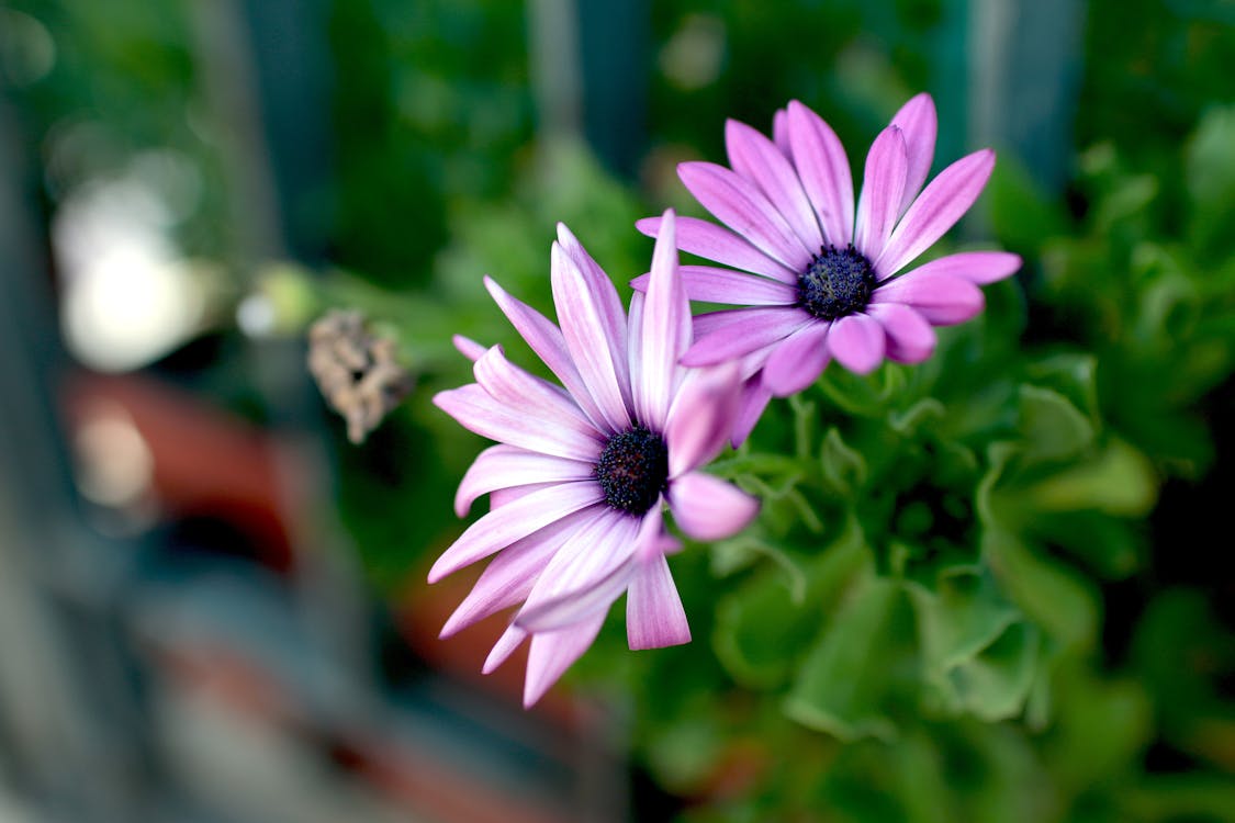 無料 緑の葉の上の紫色の花びらの花 写真素材