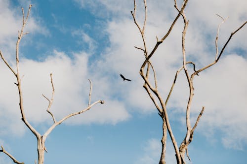 Foto stok gratis alam, awan, bangsa burung