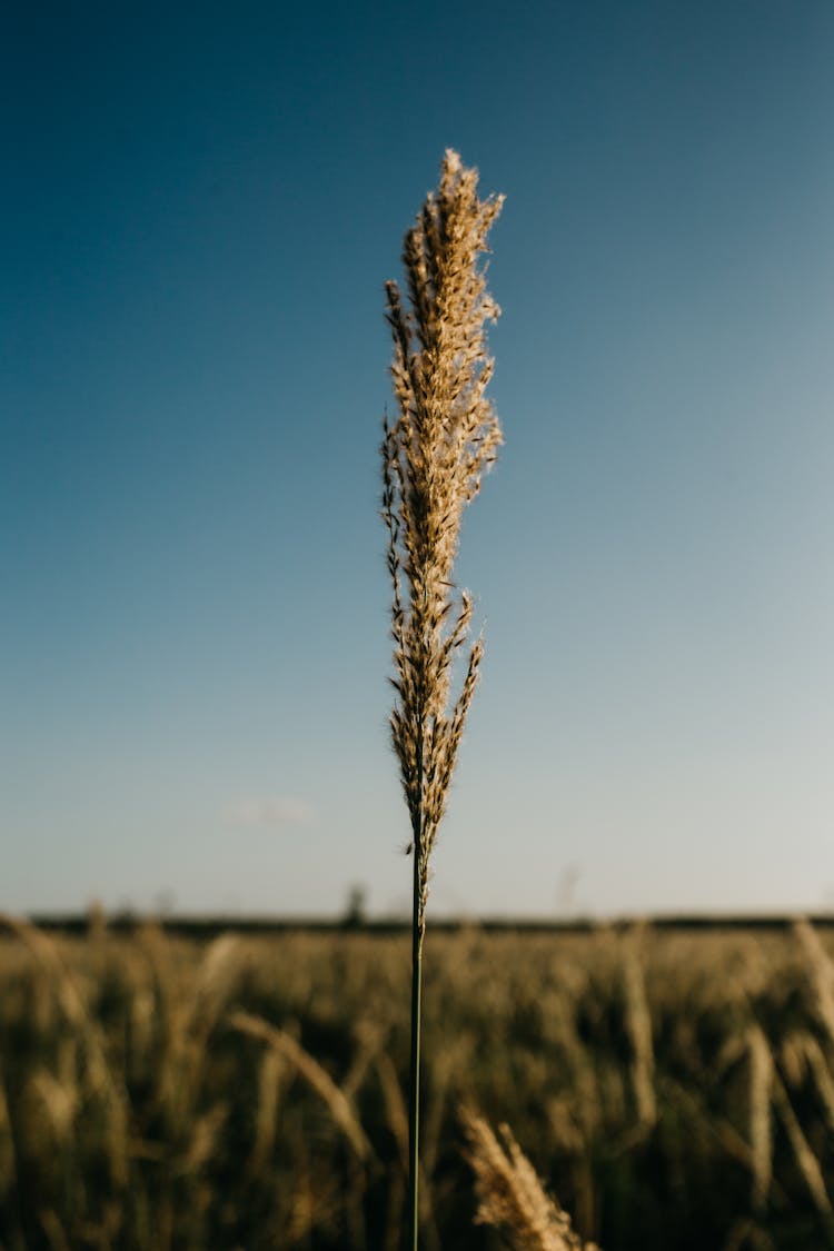 Long Wheat Ear Growing In Field