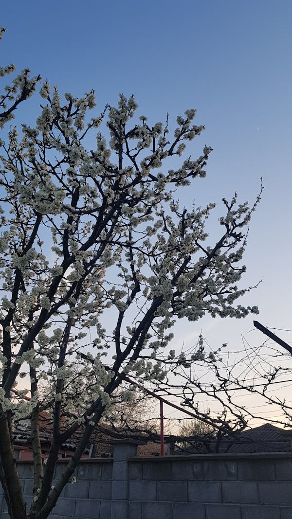 jumping with hobbyhorse