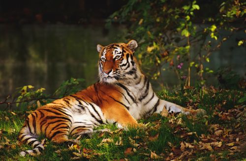 Free A stunning tiger rests beneath the autumn leaves, showcasing its striking stripes. Stock Photo
