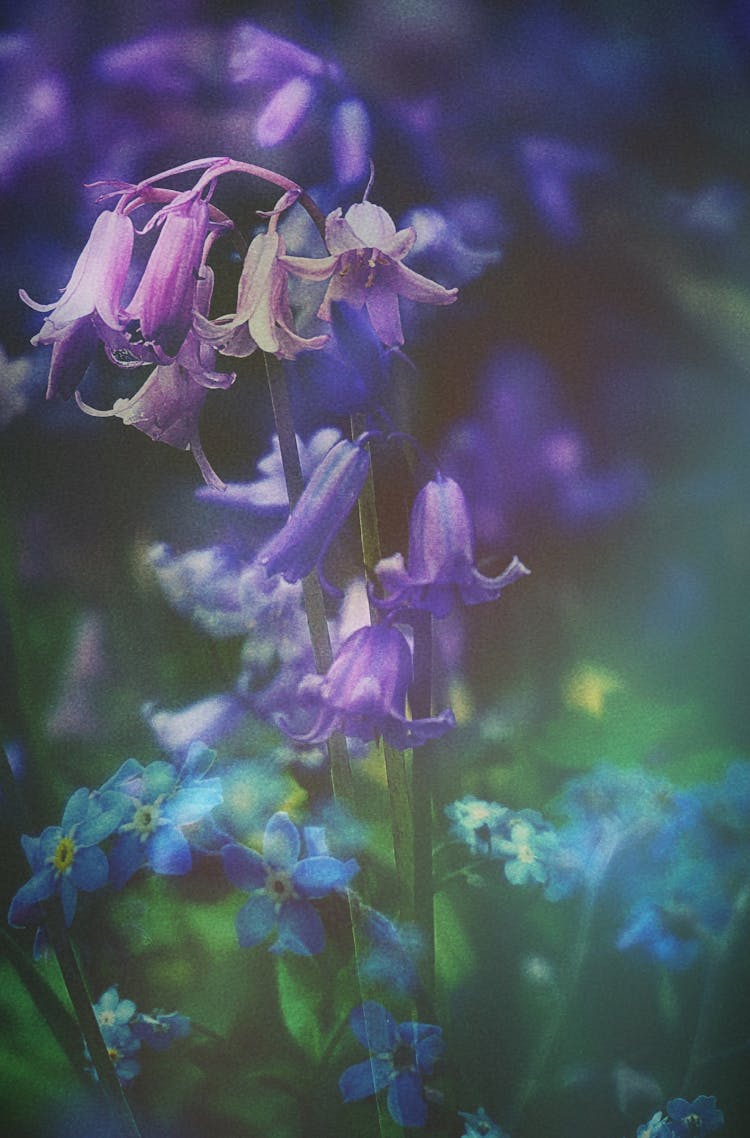 Close Up Photo Of Bluebells