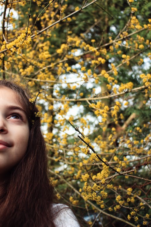 Immagine gratuita di albero, fiori gialli, fioritura