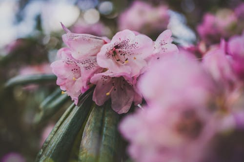 Blooming Pink Flowers in Garden