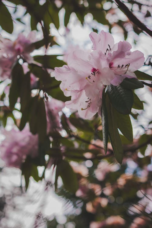 Close Up Photo of Cherry Blossoms