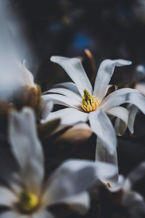 Close Up Photo of White Flower