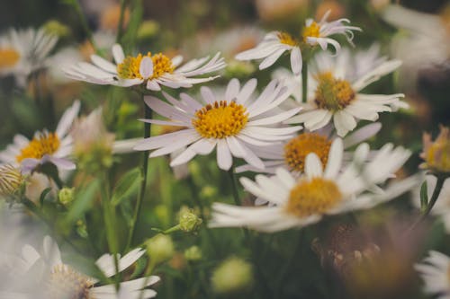 Kostnadsfri bild av blomfotografi, blommor, daisy