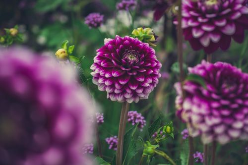 Free Close-up of vibrant purple dahlias with lush greenery, capturing nature's beauty and detail. Stock Photo