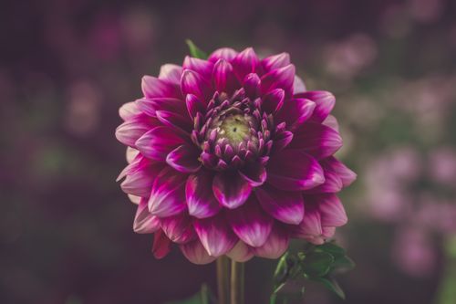 Free A striking close-up of a vibrant pink dahlia bloom showcasing its intricate petals. Stock Photo