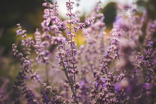 Wildflowers Growing in Nature