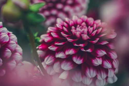 Free A stunning close-up of vibrant pink Dahlia flowers in full bloom, showcasing their intricate petals. Stock Photo