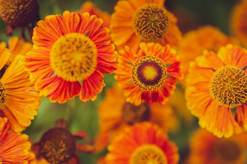 ayçiçekleri, Çiçek açmak, çiçek fotoğrafçılığı içeren Ücretsiz stok fotoğraf