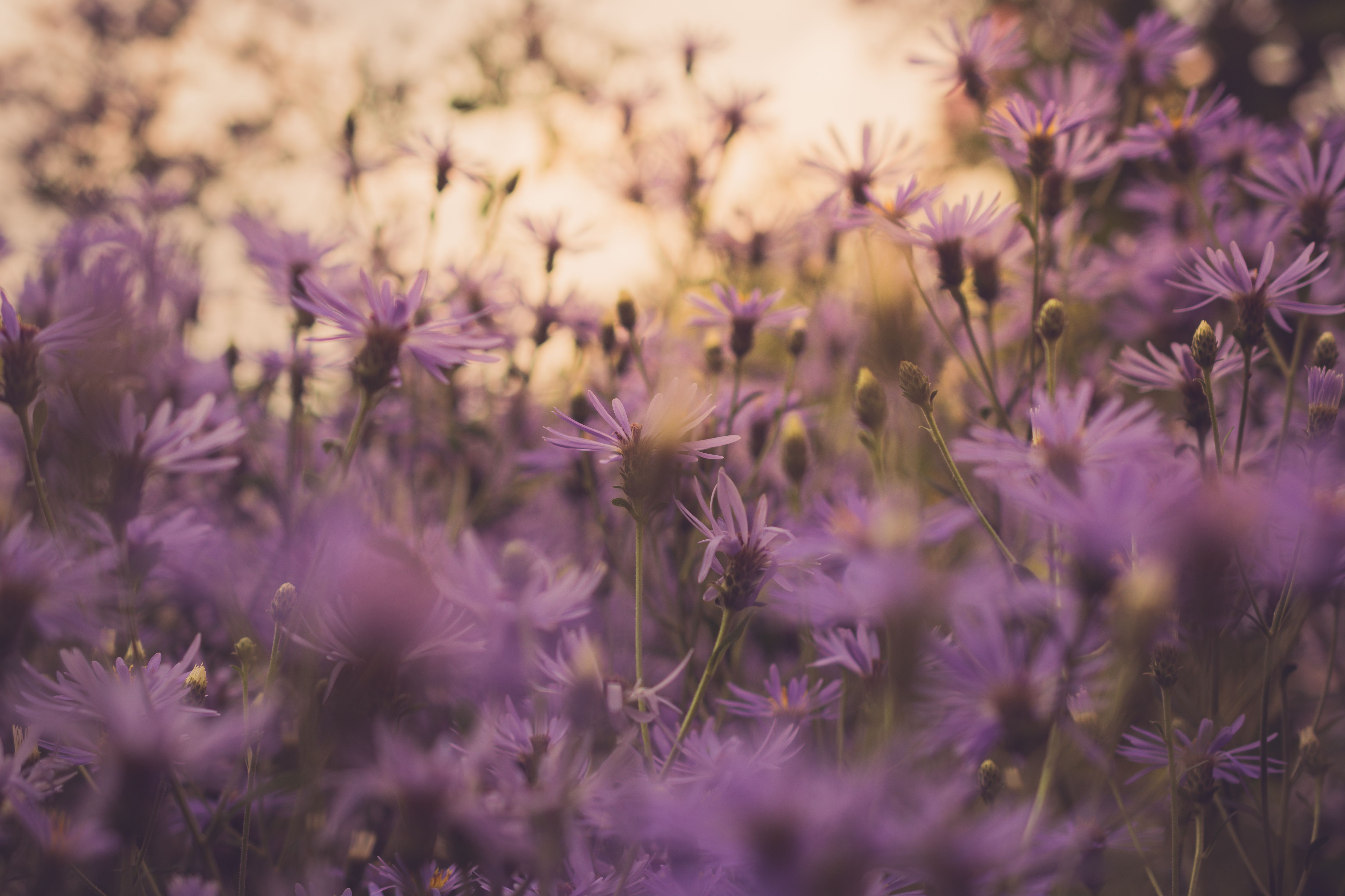 Close up of Purple Flowers · Free Stock Photo