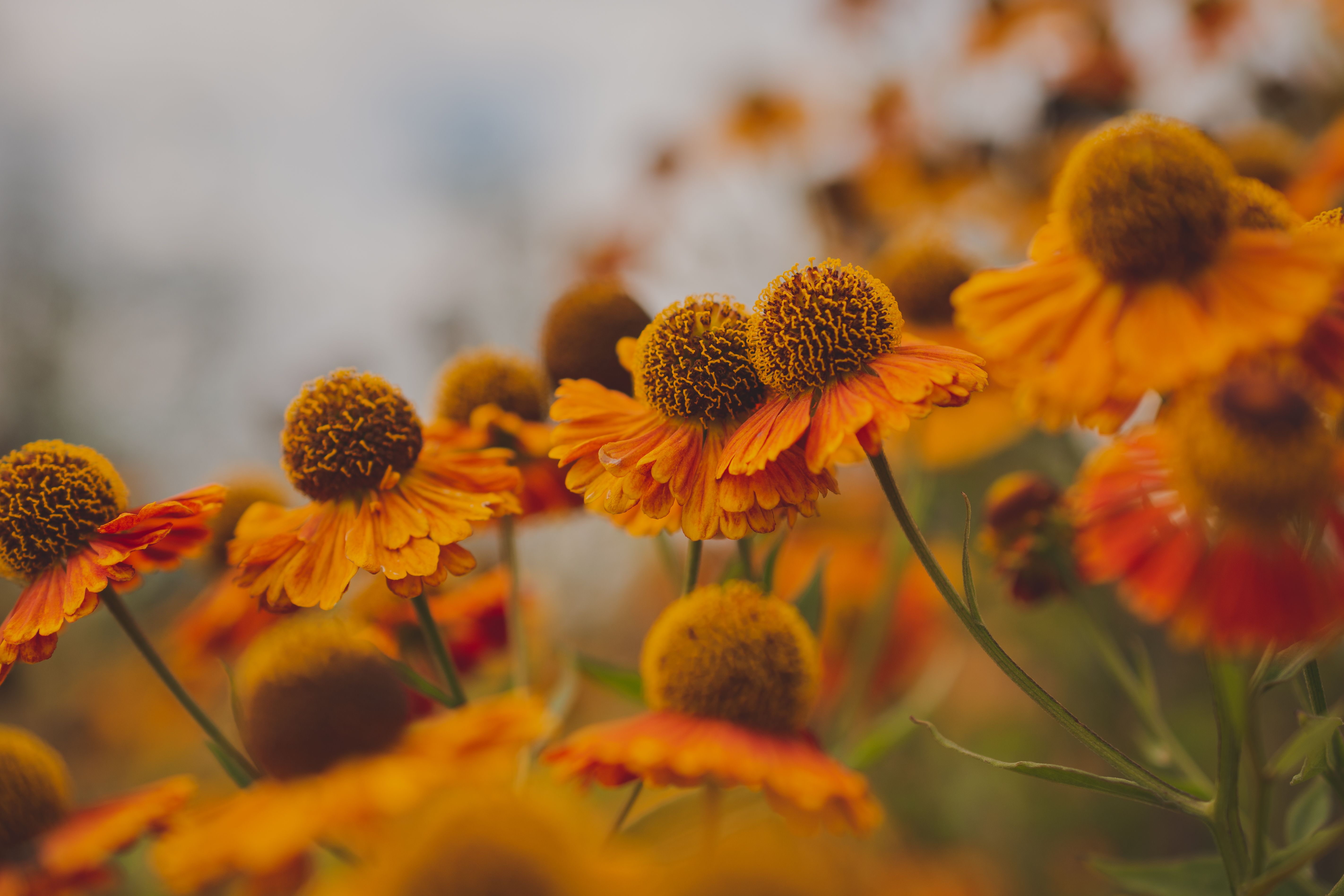 Gouden herfstbladeren in een kleurrijke tuin.