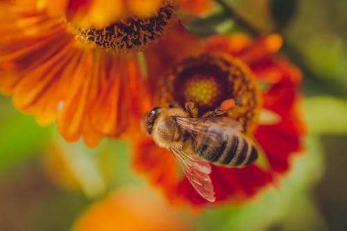 Photos gratuites de abeille, botanique, fleur