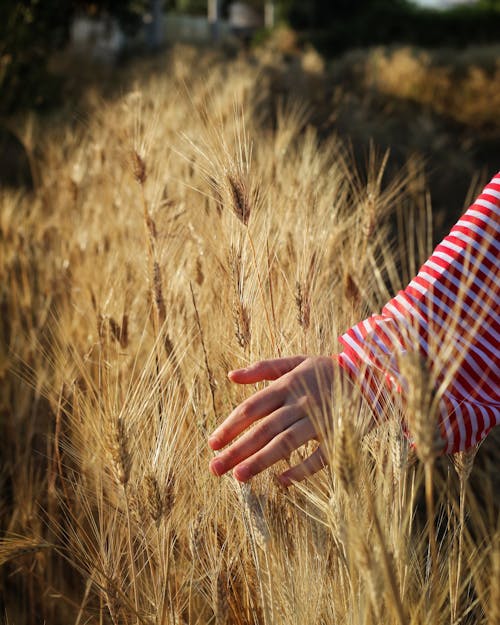 Hand of person touching wheat field