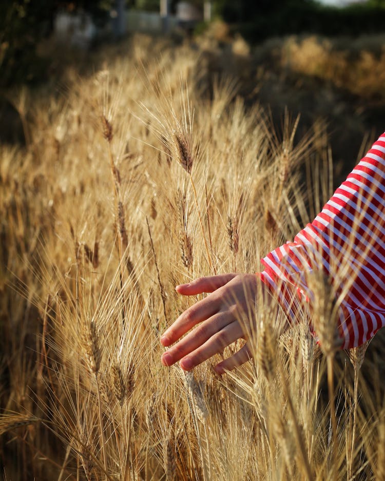 Hand Of Person Touching Wheat Field