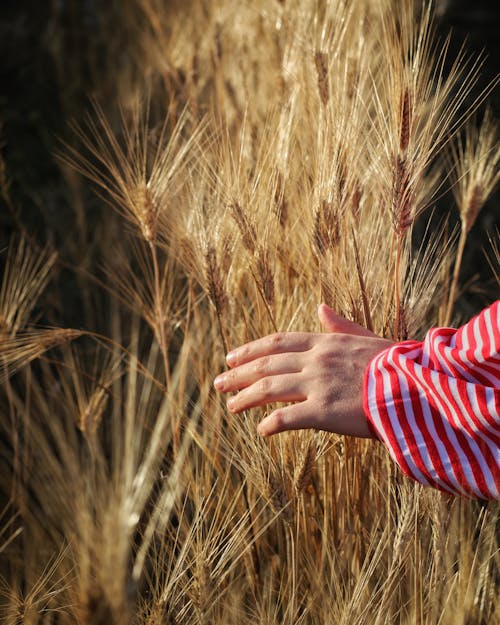 Foto profissional grátis de agricultura, aldeia, área