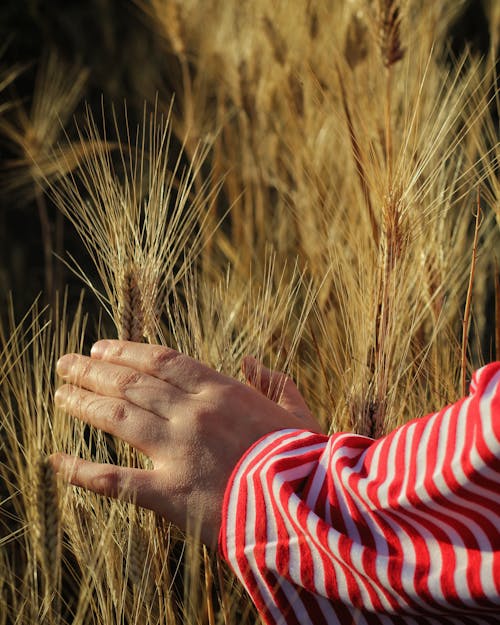 Crop unrecognizable person hand touching wheat spikes growing on farm field in countryside on sunny day