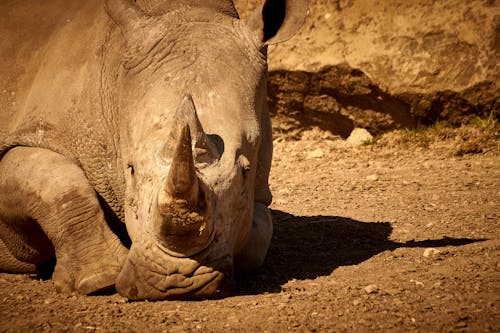 Rhino in Arid Desert Landscape