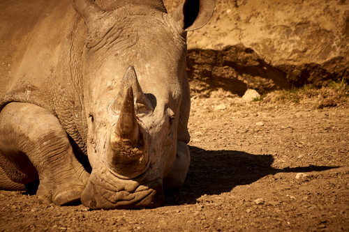 Free Close-up of a resting rhinoceros in a sunlit desert environment. Stock Photo
