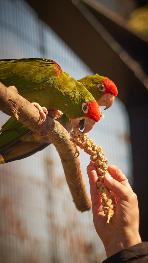 Free stock photo of parakeet Stock Photo