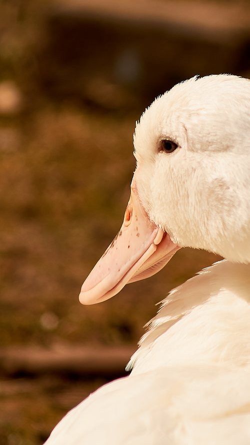 Free stock photo of goose Stock Photo