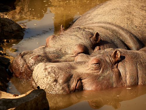 Free stock photo of hippo Stock Photo