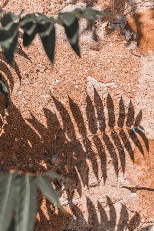 Shadows of Leaves on the Ground