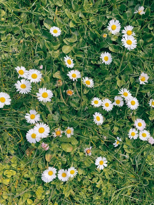 White Daisies and Green Leaves