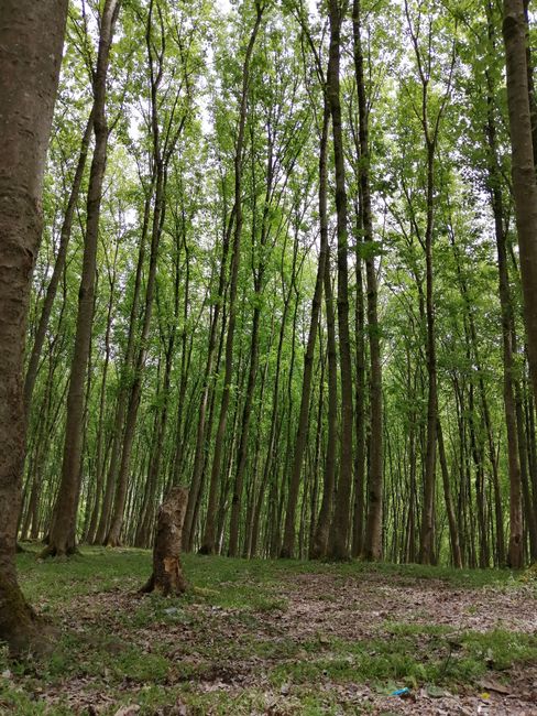 How do you perceive the different shades in a lush forest or garden?