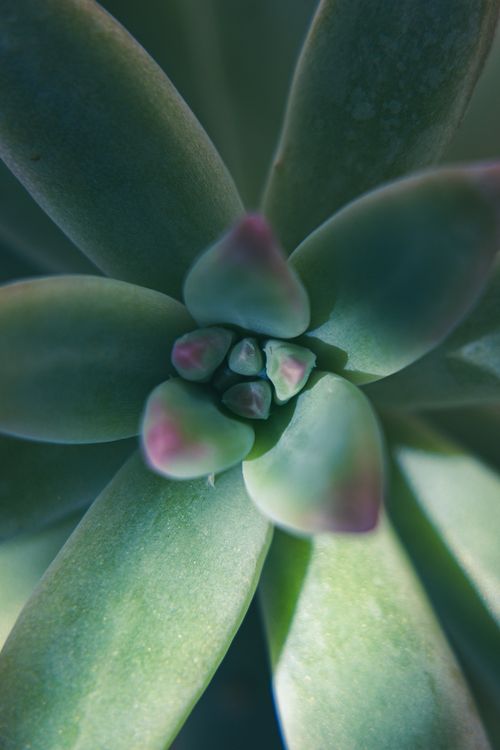 Free Detailed macro shot of succulent leaves with pink tips in natural light. Stock Photo