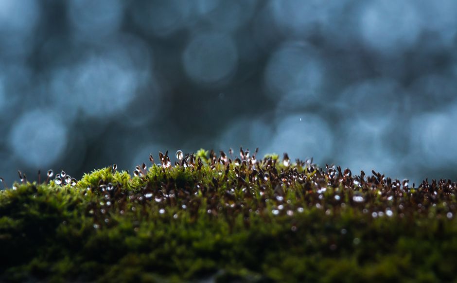 Macro shot of moss with dewdrops and blue bokeh backdrop, highlighting nature's serene beauty.