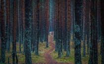 宁静的森林中，一条小径蜿蜒穿过高大的松树