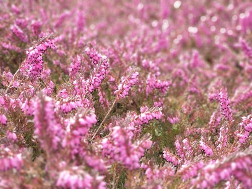 Pink Lupine Flowers in Tilt Shift Lens Photography