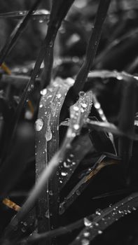 A striking grayscale close-up of leaves covered with rain droplets, highlighting nature's beauty.