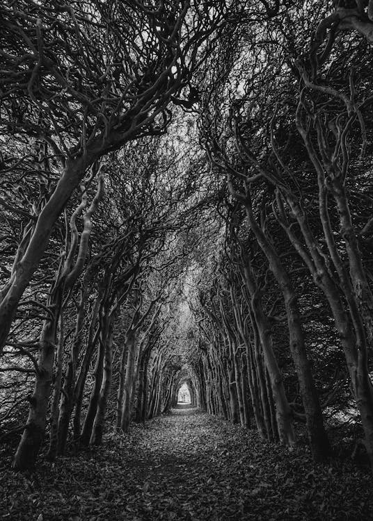 Free Trees In Grayscale Photography Stock Photo