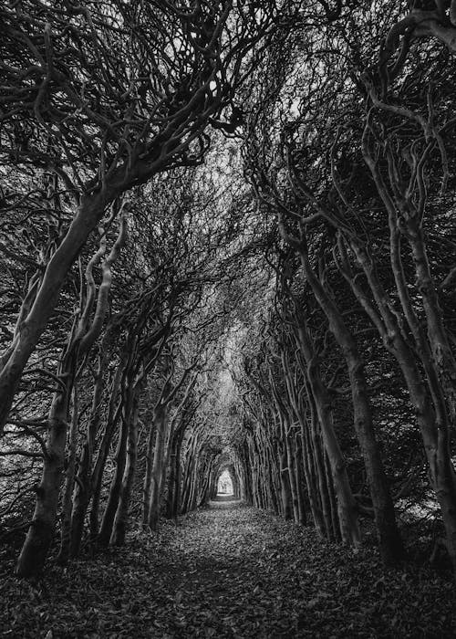 Free Trees In Grayscale Photography Stock Photo