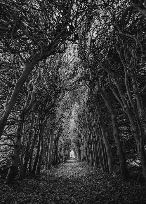 Trees In Grayscale Photography